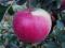 Click for 6 image(s) for this accession. PLANT